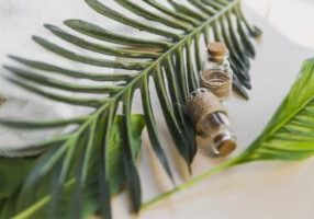 Hati-Hati! Ada Sanksi Bagi Pelaku Usaha Perkebunan Kelapa Sawit Yang Tidak Memiliki Sertifikasi ISPO