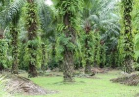 Persyaratan Yang Harus Dimiliki Sebelum Mengurus Sertifikasi ISPO Perkebunan Kelapa Sawit